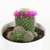 Mammillaria zeilmanniana Cactus 15cm pot |My Jungle Home|