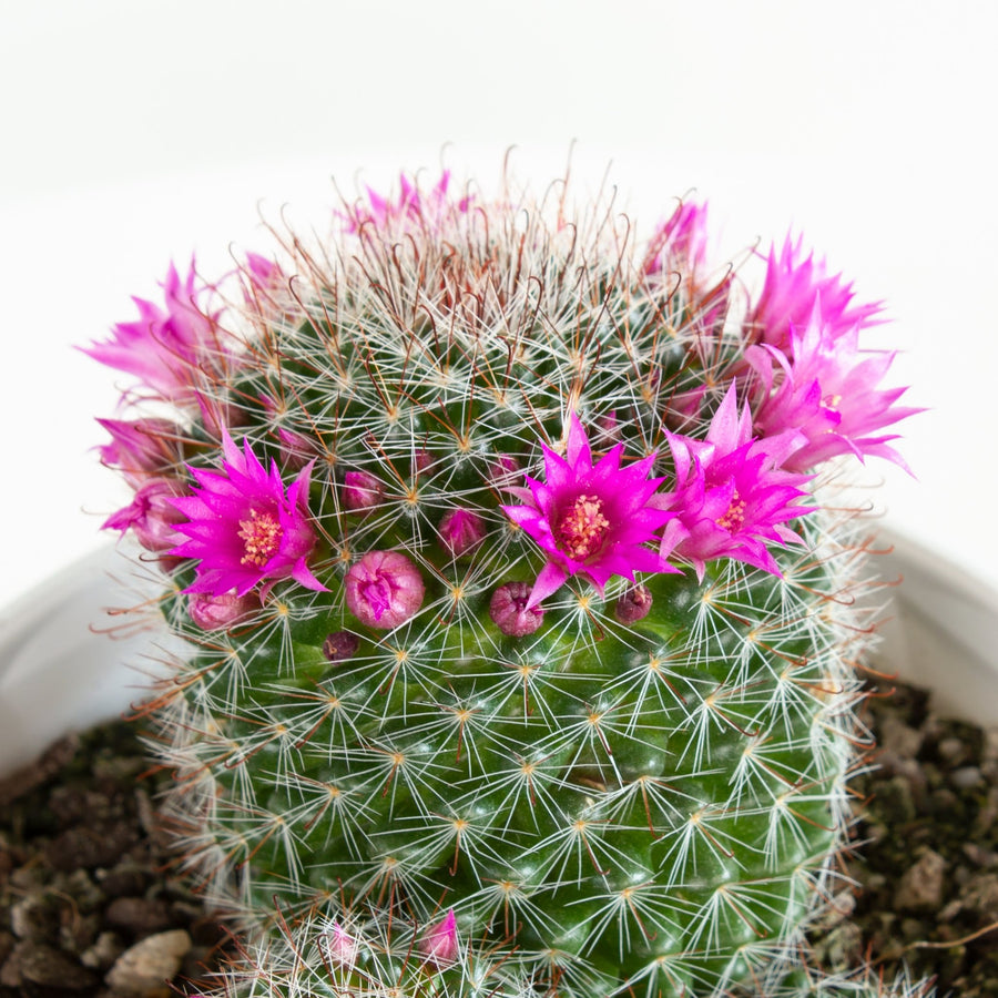 Mammillaria zeilmanniana Cactus 15cm pot |My Jungle Home|