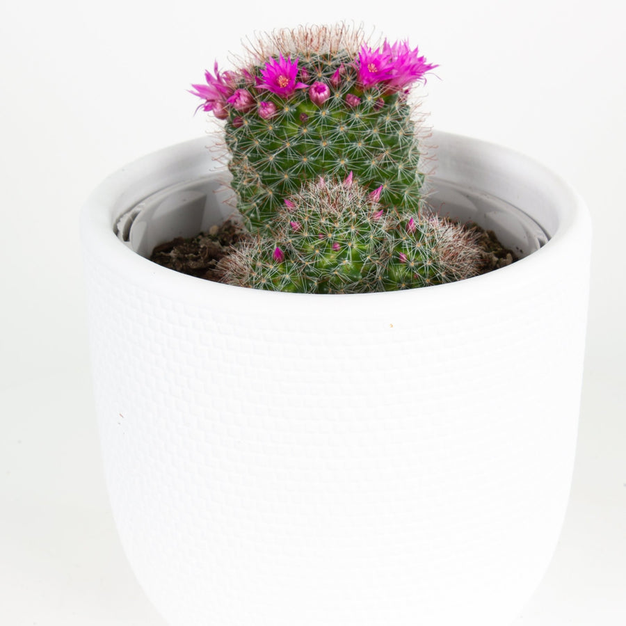 Mammillaria zeilmanniana Cactus 15cm pot |My Jungle Home|