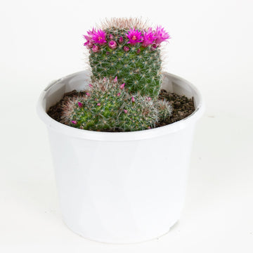 Mammillaria zeilmanniana Cactus 15cm pot |My Jungle Home|