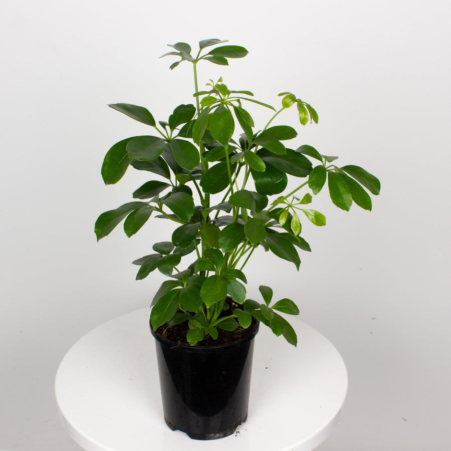 Mini Umbrella Plant 'Schefflera Arboricola' 14cm pot |My Jungle Home|