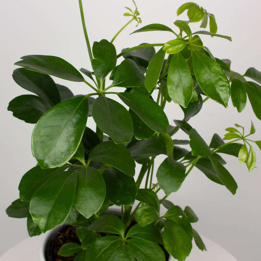 Mini Umbrella Plant 'Schefflera Arboricola' 14cm pot |My Jungle Home|