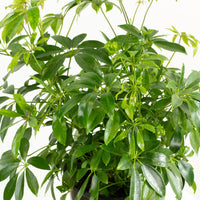 Mini Umbrella Plant 'Schefflera Arboricola' 20cm pot |My Jungle Home|