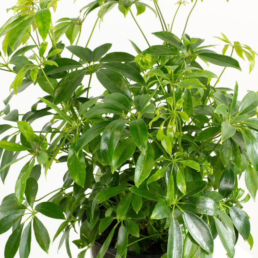 Mini Umbrella Plant 'Schefflera Arboricola' 20cm pot |My Jungle Home|