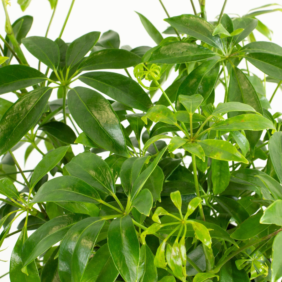 Mini Umbrella Plant 'Schefflera Arboricola' 20cm pot |My Jungle Home|