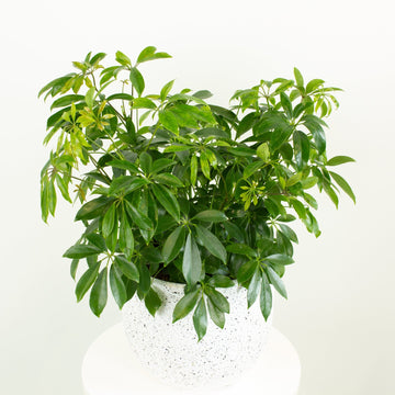 Mini Umbrella Plant 'Schefflera Arboricola' 20cm pot |My Jungle Home|