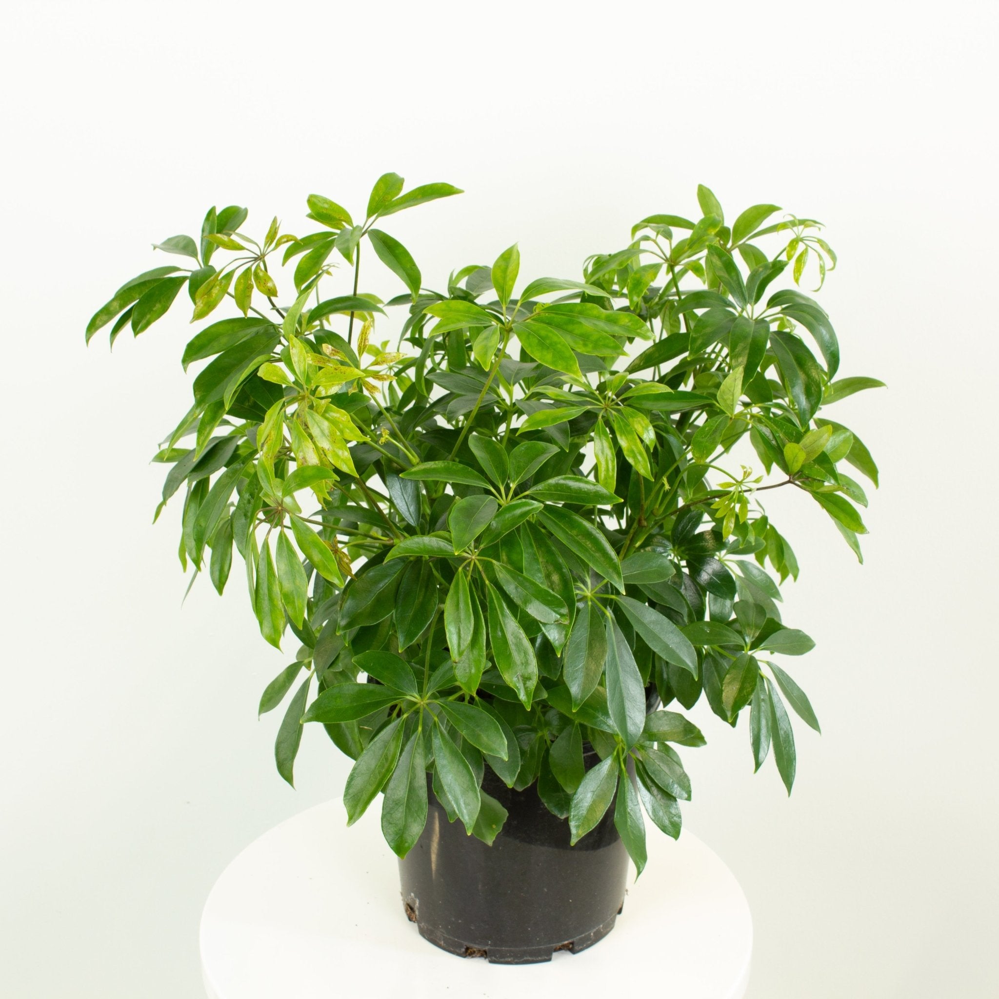 schefflera arboricola mini green Buy Schefflera Arboricola Indoor Plant 20cm Pot