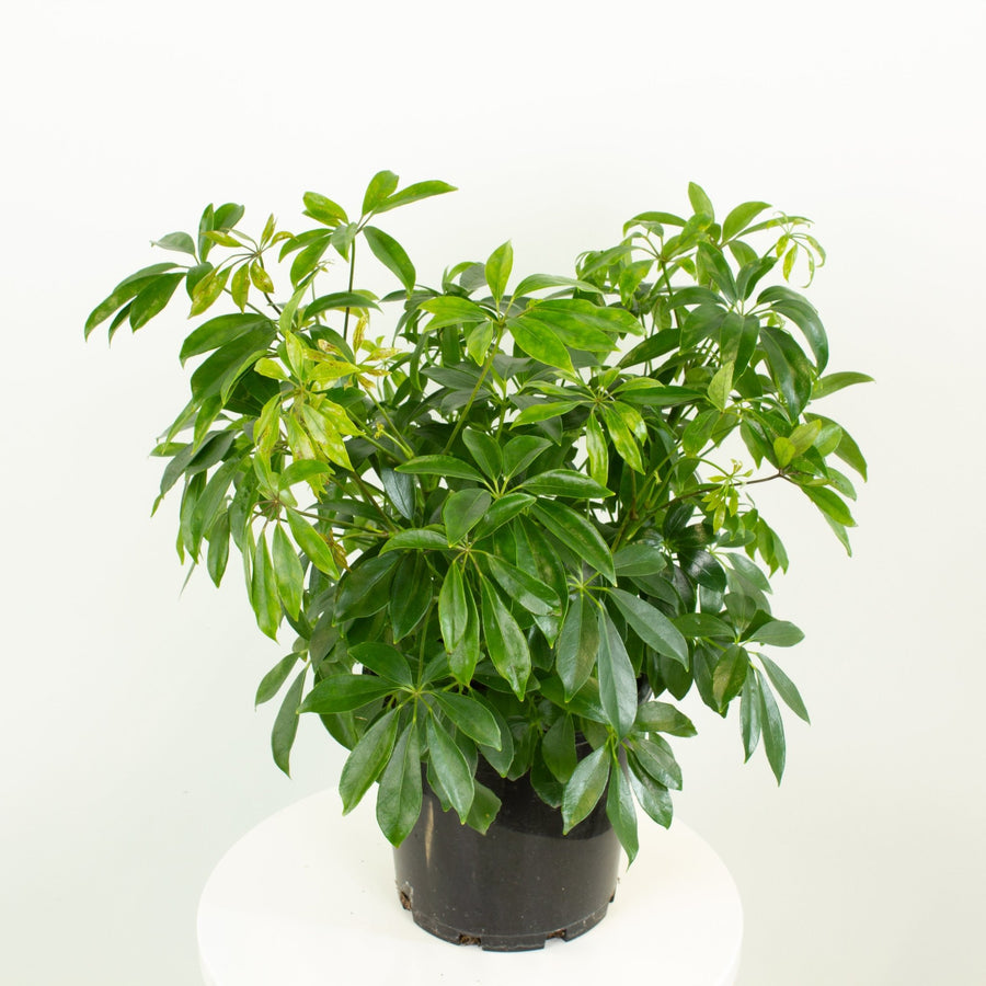 Mini Umbrella Plant 'Schefflera Arboricola' 20cm pot |My Jungle Home|