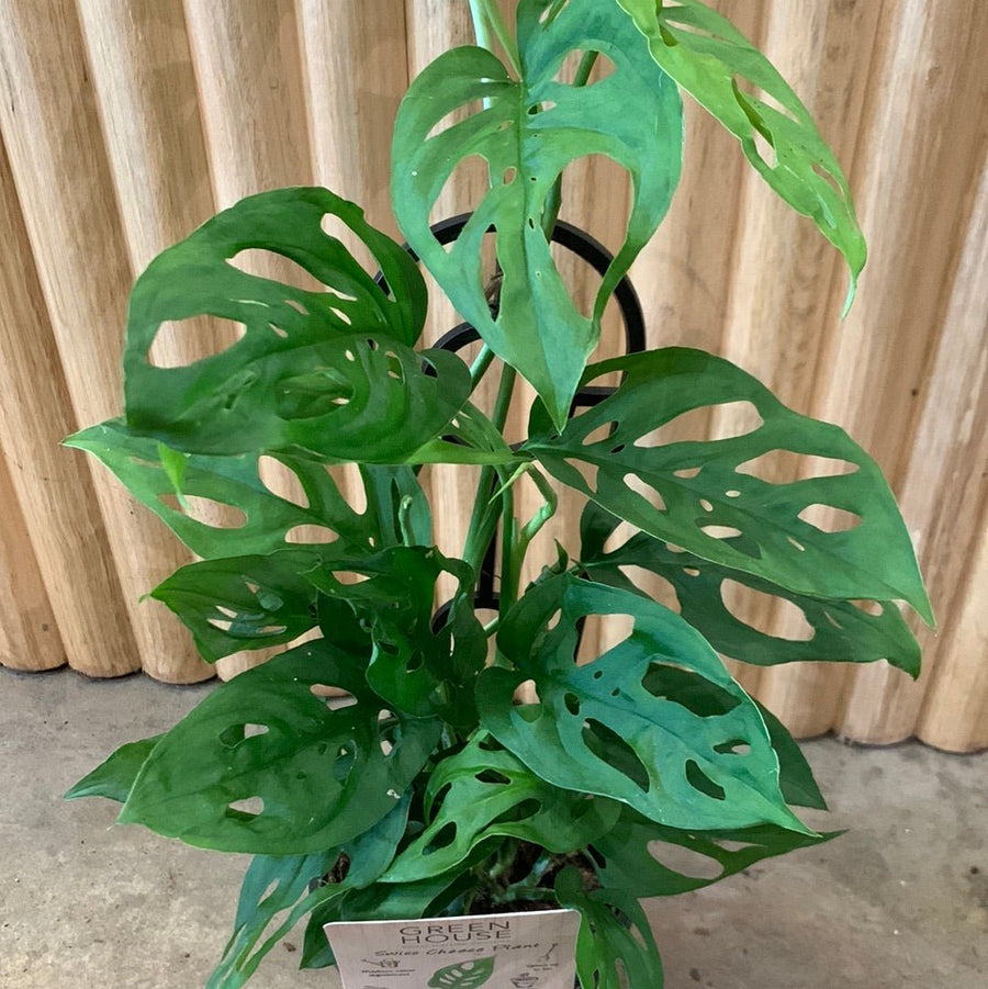 Monstera adansonii ‘Swiss Cheese Vine’ 13cm pot |My Jungle Home|