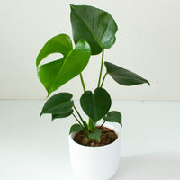 Monstera Deliciosa plant 12cm pot |My Jungle Home|