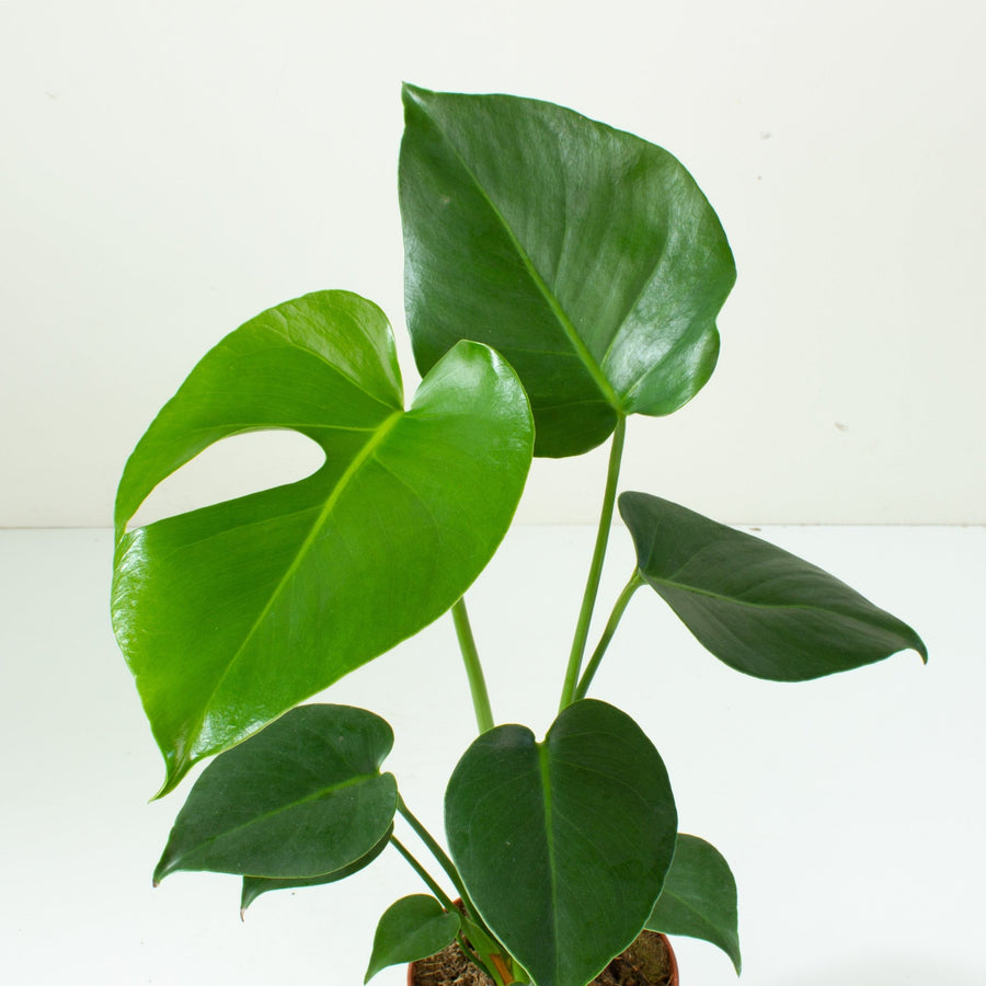 Monstera Deliciosa plant 12cm pot |My Jungle Home|