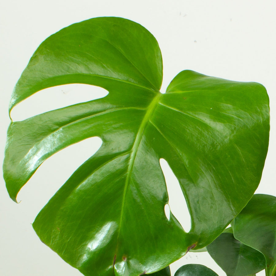 Monstera Deliciosa Plant 13cm pot |My Jungle Home|