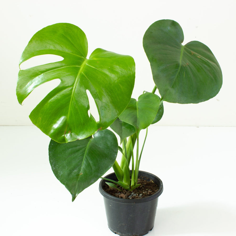 Monstera Deliciosa Plant 13cm pot |My Jungle Home|