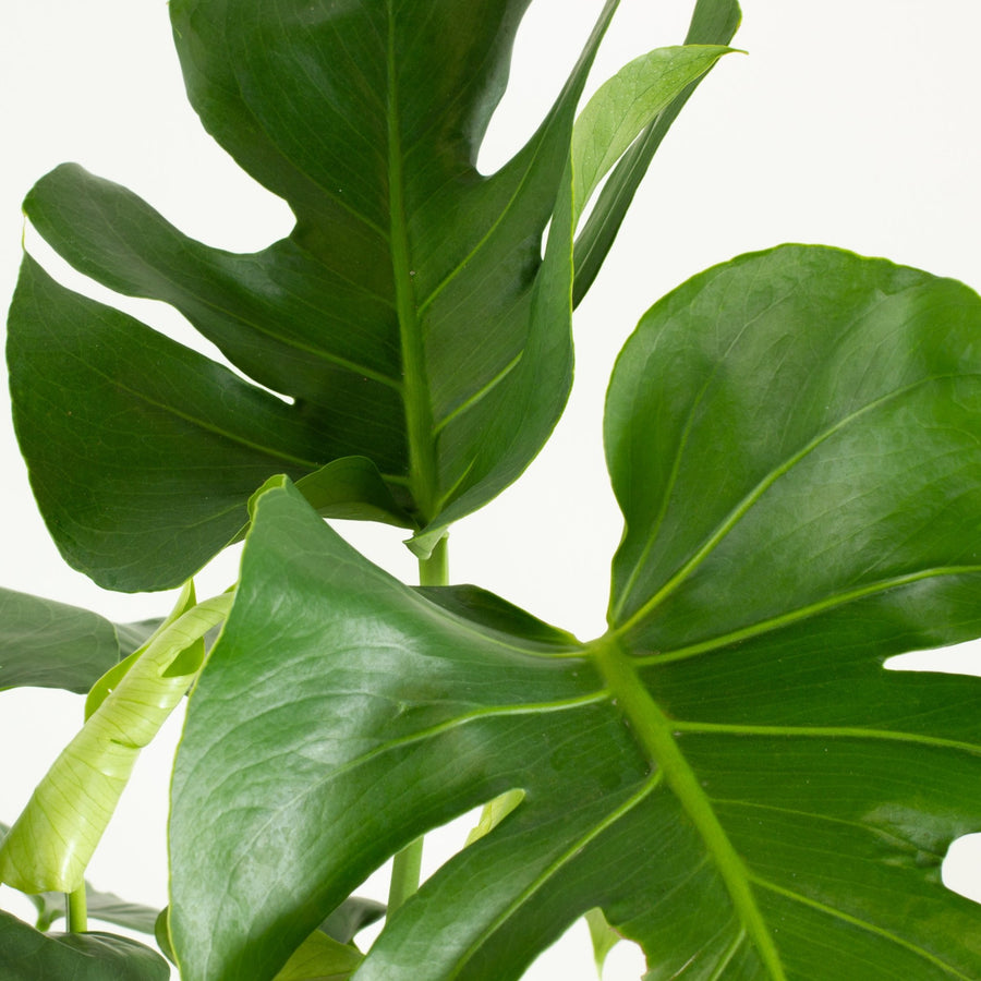 Monstera Deliciosa plant 17cm pot |My Jungle Home|