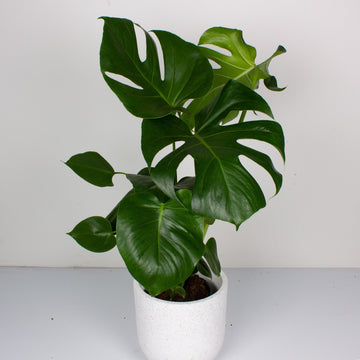Monstera Deliciosa plant 17cm pot |My Jungle Home|