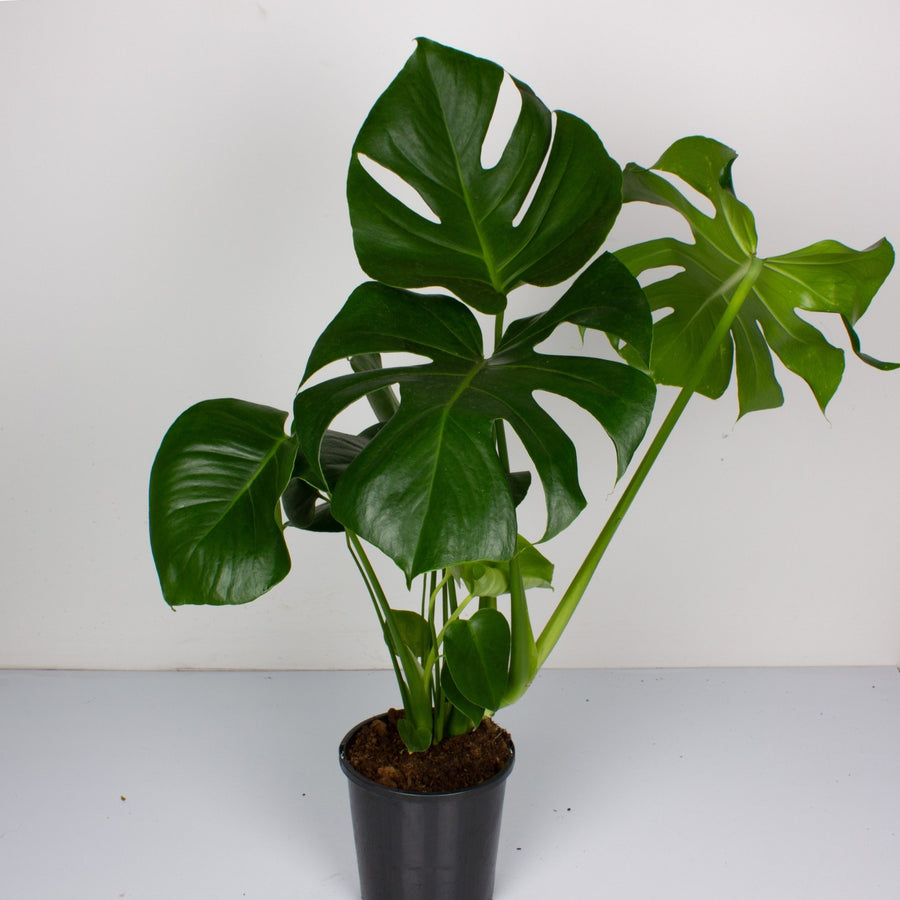 Monstera Deliciosa plant 17cm pot |My Jungle Home|