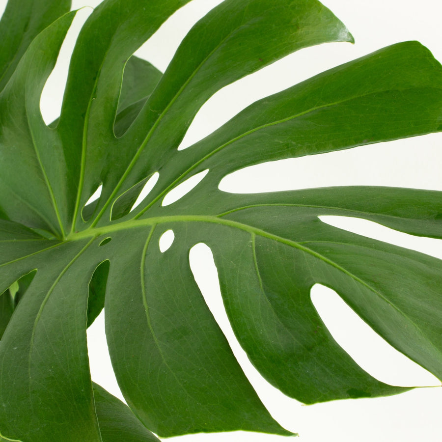 Monstera Deliciosa plant 25cm pot |My Jungle Home|