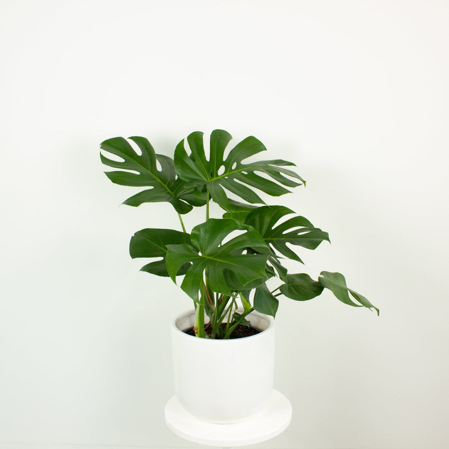 Monstera Deliciosa plant 25cm pot |My Jungle Home|