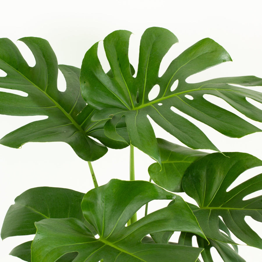 Monstera Deliciosa plant 25cm pot |My Jungle Home|