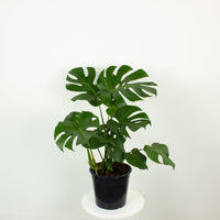 Monstera Deliciosa plant 25cm pot |My Jungle Home|