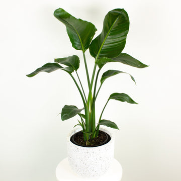 Multi Planted Bird of Paradise Strelitzia ‘Nicolai’ 20cm pot |My Jungle Home|