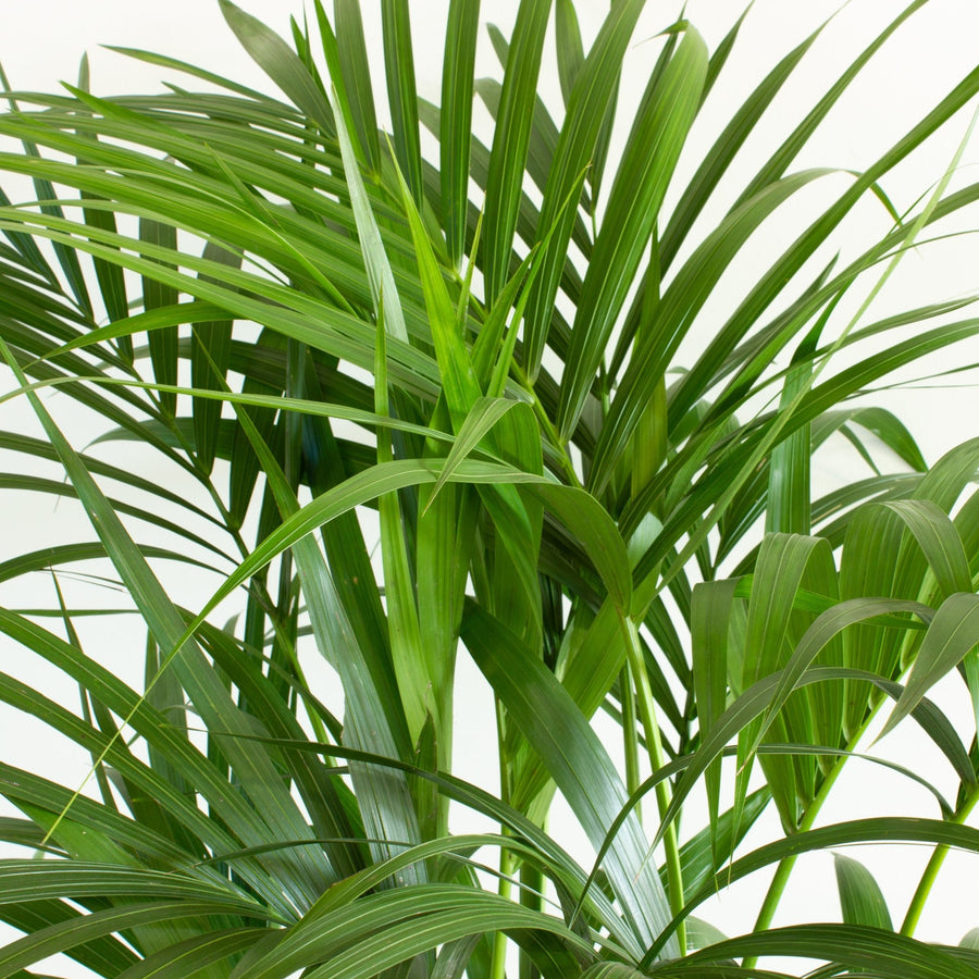 Multi Planted Kentia Palm 'Howea Forsterian' Large 30cm pot |My Jungle Home|