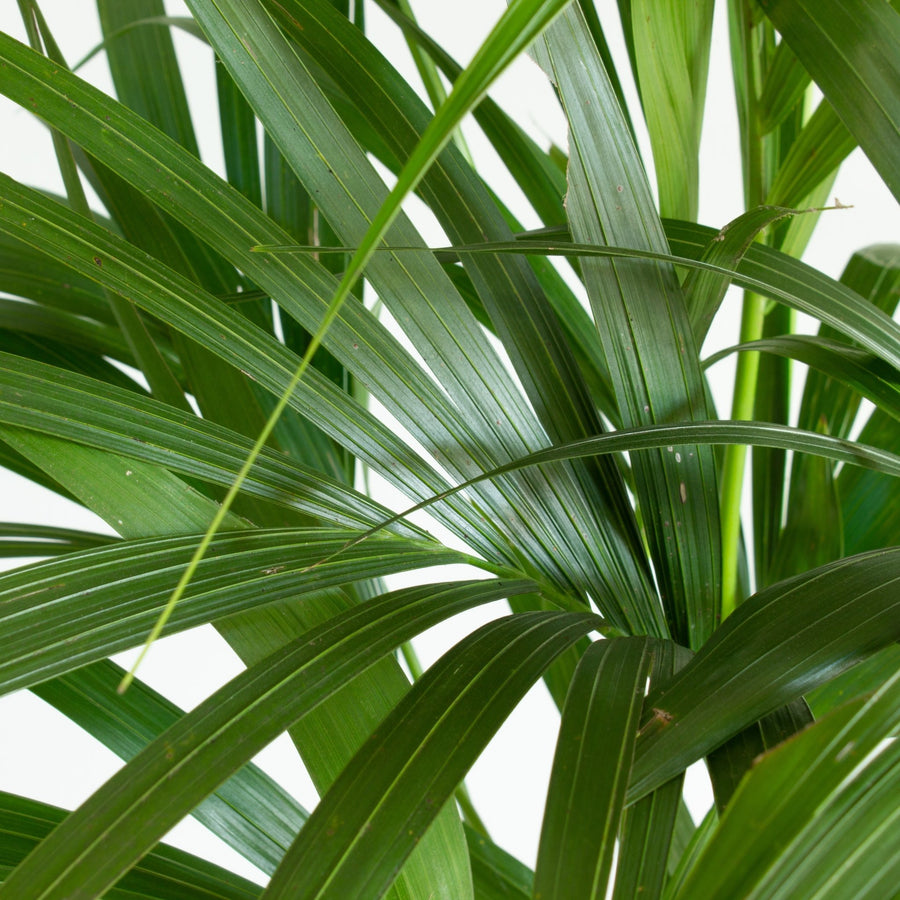 Multi Planted Kentia Palm 'Howea Forsterian' Large 30cm pot |My Jungle Home|