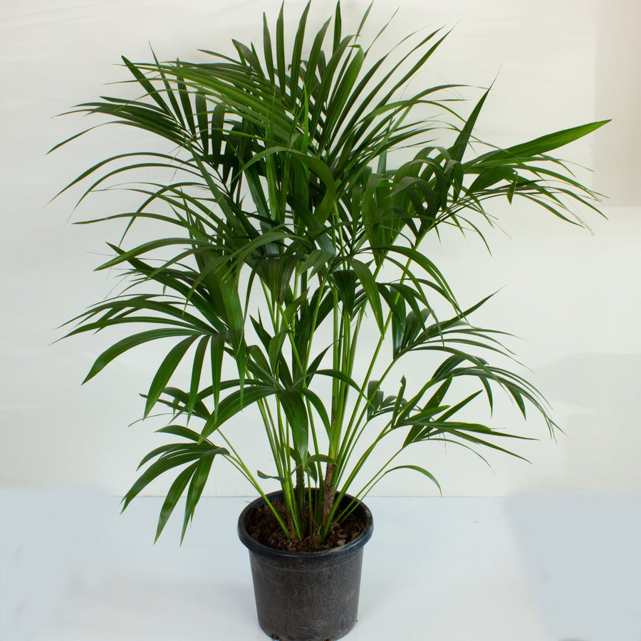 Multi Planted Kentia Palm 'Howea Forsterian' Large 30cm pot |My Jungle Home|