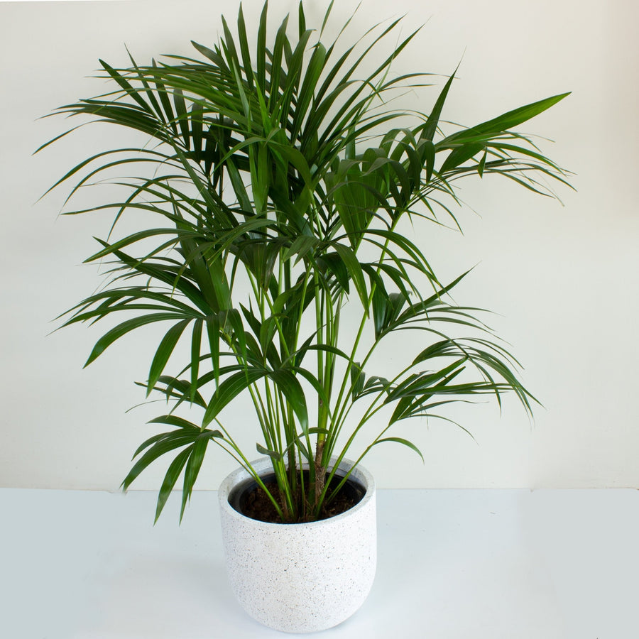 Multi Planted Kentia Palm 'Howea Forsterian' Large 30cm pot |My Jungle Home|