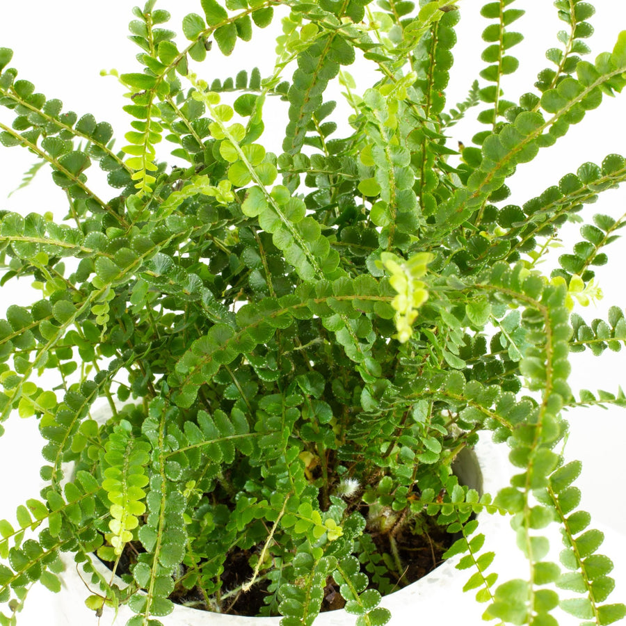 Nephrolepis Duffy Fern 14cm pot |My Jungle Home|