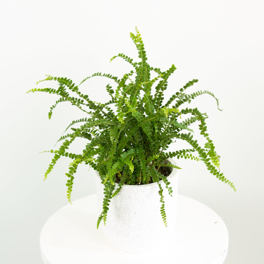 Nephrolepis Duffy Fern 14cm pot |My Jungle Home|