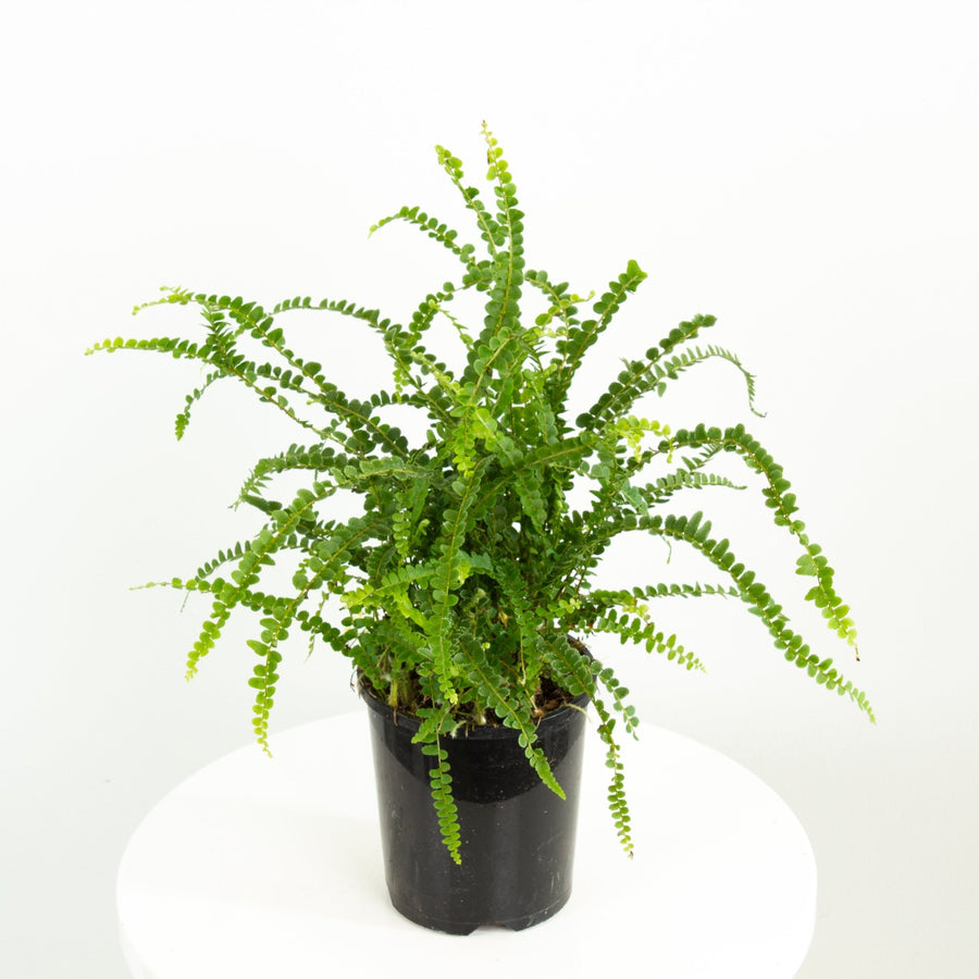 Nephrolepis Duffy Fern 14cm pot |My Jungle Home|