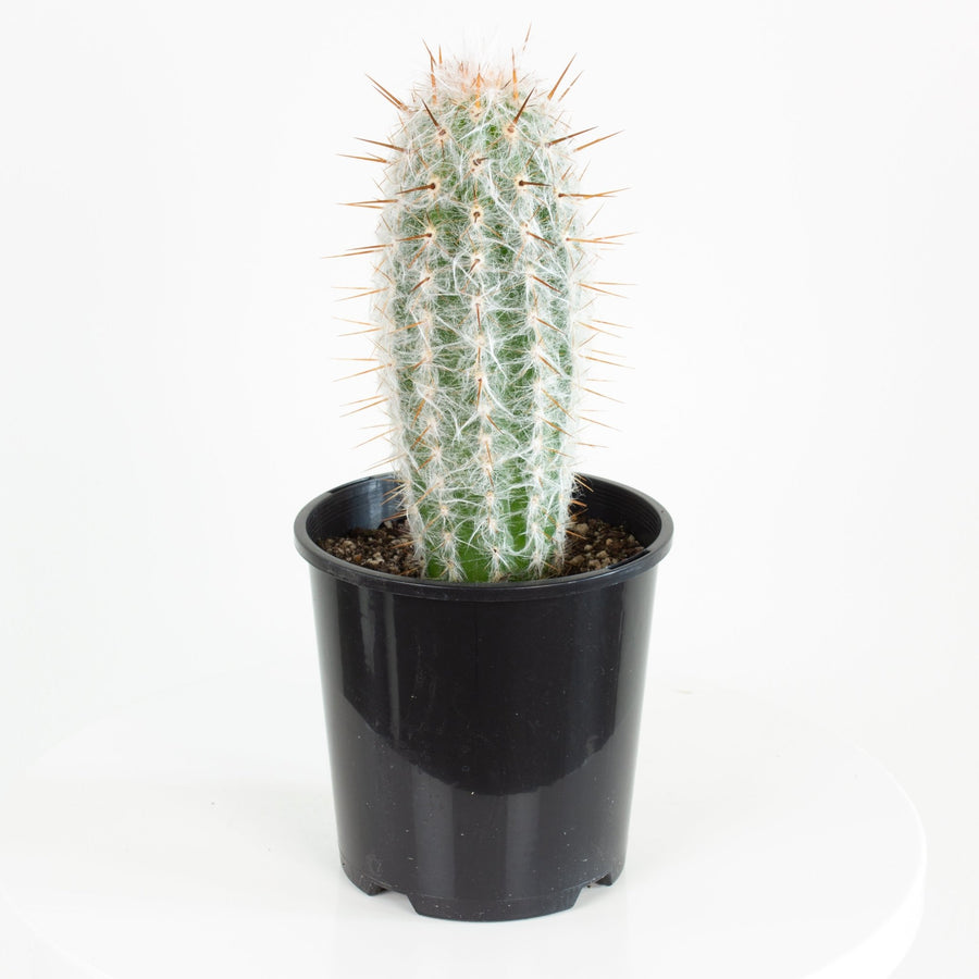 Oreocereus trollii ‘Old Man of the Andes’ Cactus 15cm pot |My Jungle Home|
