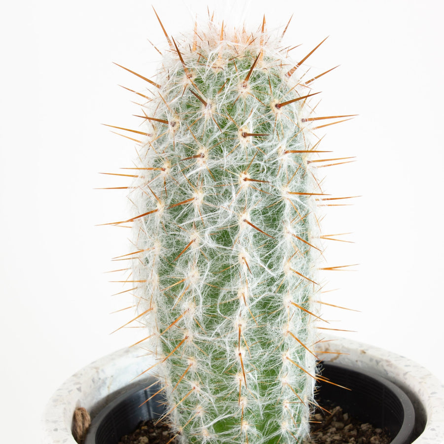 Oreocereus trollii ‘Old Man of the Andes’ Cactus 15cm pot |My Jungle Home|