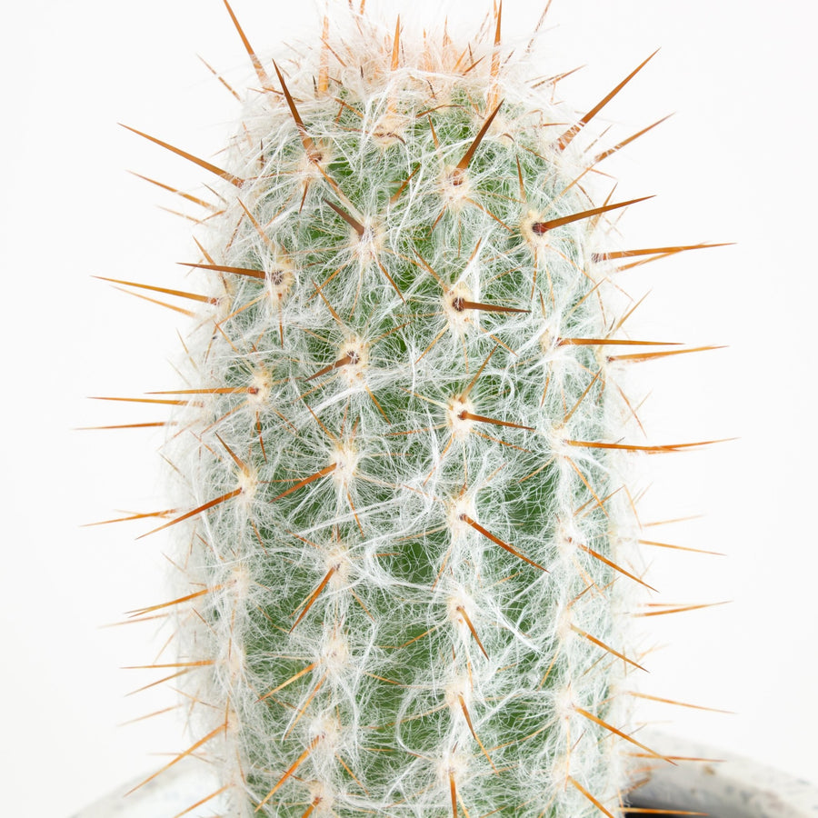 Oreocereus trollii ‘Old Man of the Andes’ Cactus 15cm pot |My Jungle Home|
