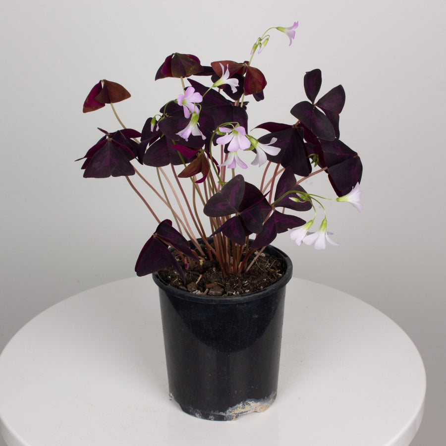 Oxalis Triangularis 'Purple Shamrock' full 12.5cm pot |My Jungle Home|