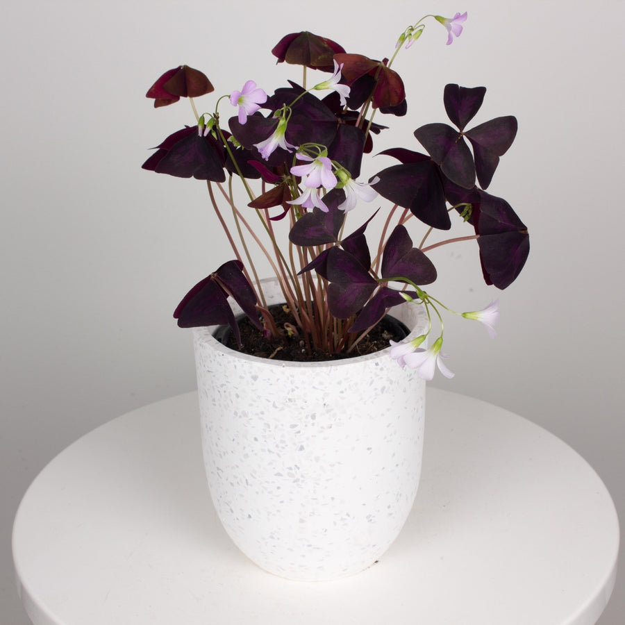 Oxalis Triangularis 'Purple Shamrock' full 12.5cm pot |My Jungle Home|
