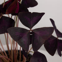 Oxalis Triangularis 'Purple Shamrock' full 12.5cm pot |My Jungle Home|