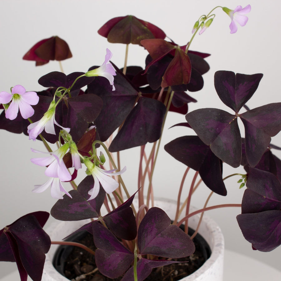 Oxalis Triangularis 'Purple Shamrock' full 12.5cm pot |My Jungle Home|