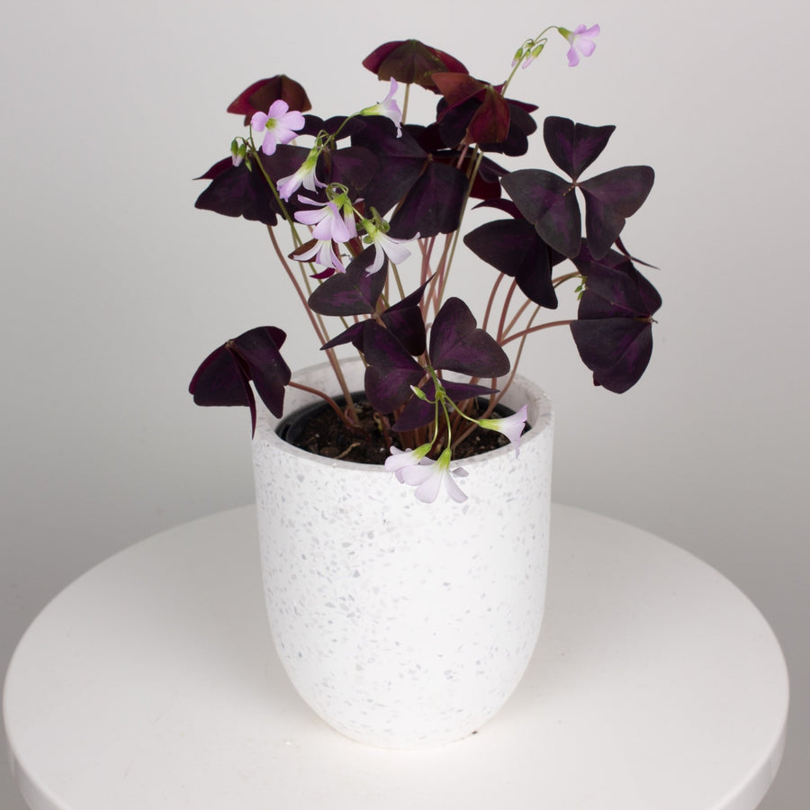 Oxalis Triangularis 'Purple Shamrock' full 12.5cm pot |My Jungle Home|