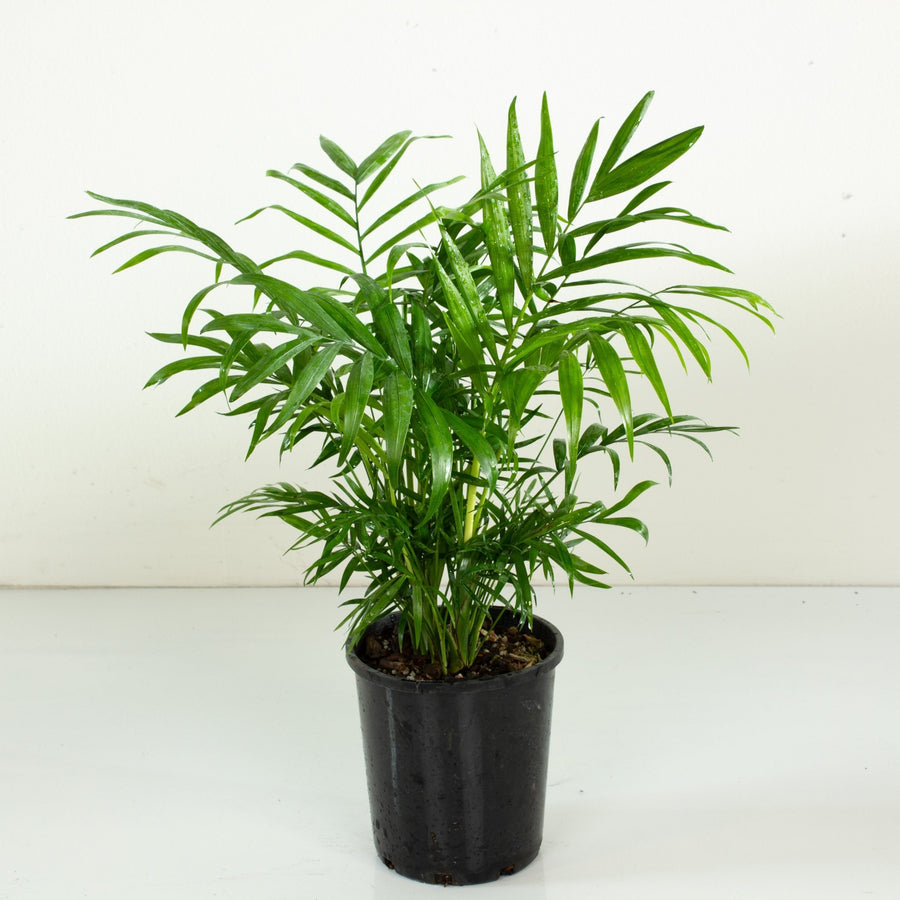 Parlour Palm 'Chamaedorea Elegans' 14cm pot |My Jungle Home|
