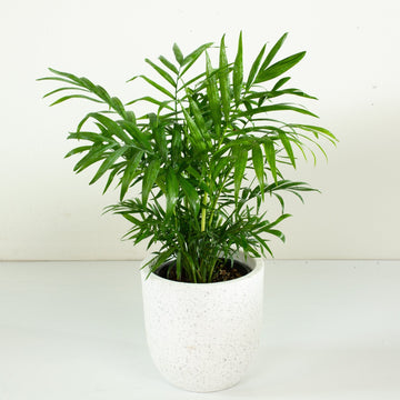 Parlour Palm 'Chamaedorea Elegans' 14cm pot |My Jungle Home|