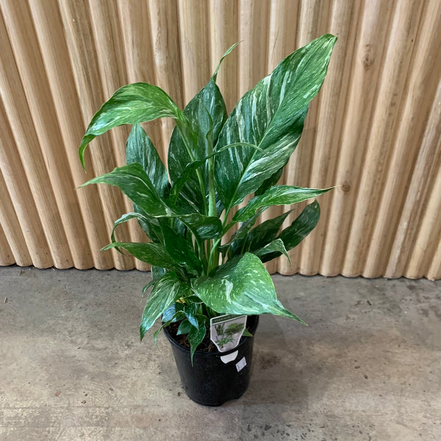 Peace Lily Domino ‘Spathiphyllum’ 14cm pot |My Jungle Home|