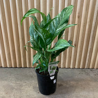 Peace Lily Domino ‘Spathiphyllum’ 14cm pot |My Jungle Home|