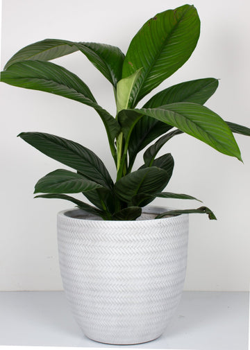 Peace Lily Sensation 30cm pot |My Jungle Home|