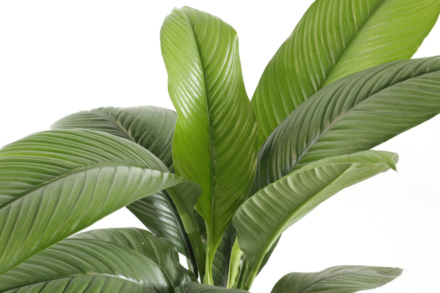 Peace Lily Sensation 30cm pot |My Jungle Home|
