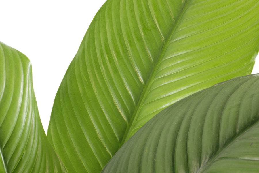 Peace Lily Sensation 30cm pot |My Jungle Home|