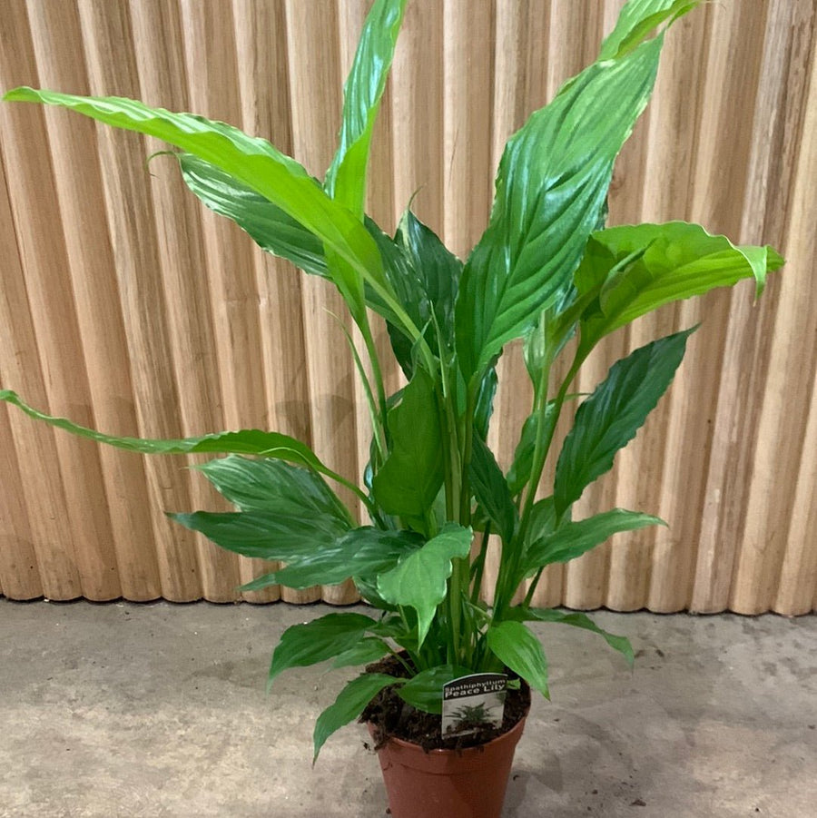 Peace Lily Spathiphyllum 13.5cm pot |My Jungle Home|