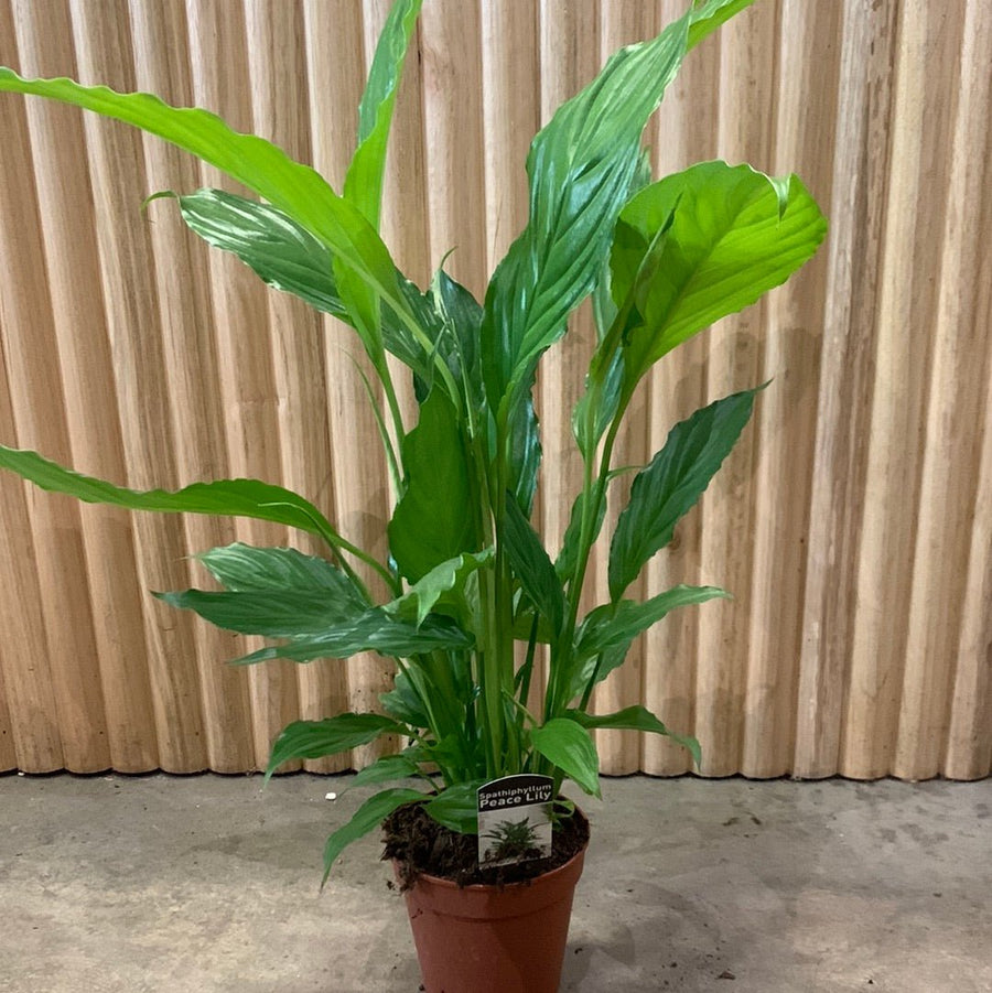 Peace Lily Spathiphyllum 13.5cm pot |My Jungle Home|