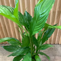 Peace Lily Spathiphyllum 13.5cm pot |My Jungle Home|